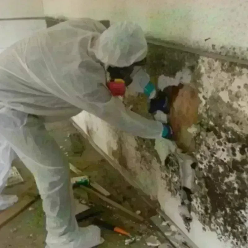 Mold Remediation and Removal in Lake Nacimiento, CA